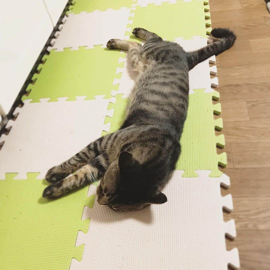 Musashiさんのインスタグラム写真 - (MusashiInstagram)「夜ムサシ。猫が落ちてた。Nighty night! #musashi #mck #cat #キジトラ #ムサシさん #ねこすたぐらむ #musashi_the_cat」5月19日 2時05分 - _daisy