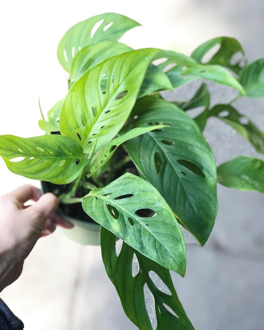 The Louunのインスタグラム：「#monsteraadansonii available now at www.benefitplants.com」