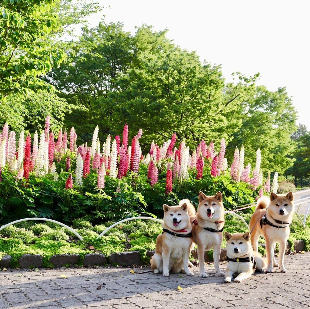 linnmamaさんのインスタグラム写真 - (linnmamaInstagram)「お城🏯の公園のルピナス💕〜スワイプしてね😊〜①未来を見つめる4柴たち❤️〜②ルピナス、満開でした😍  #柴犬#dog#柴犬凜の勇気凜々every day#shibastagram#花活」5月19日 2時43分 - linnmama