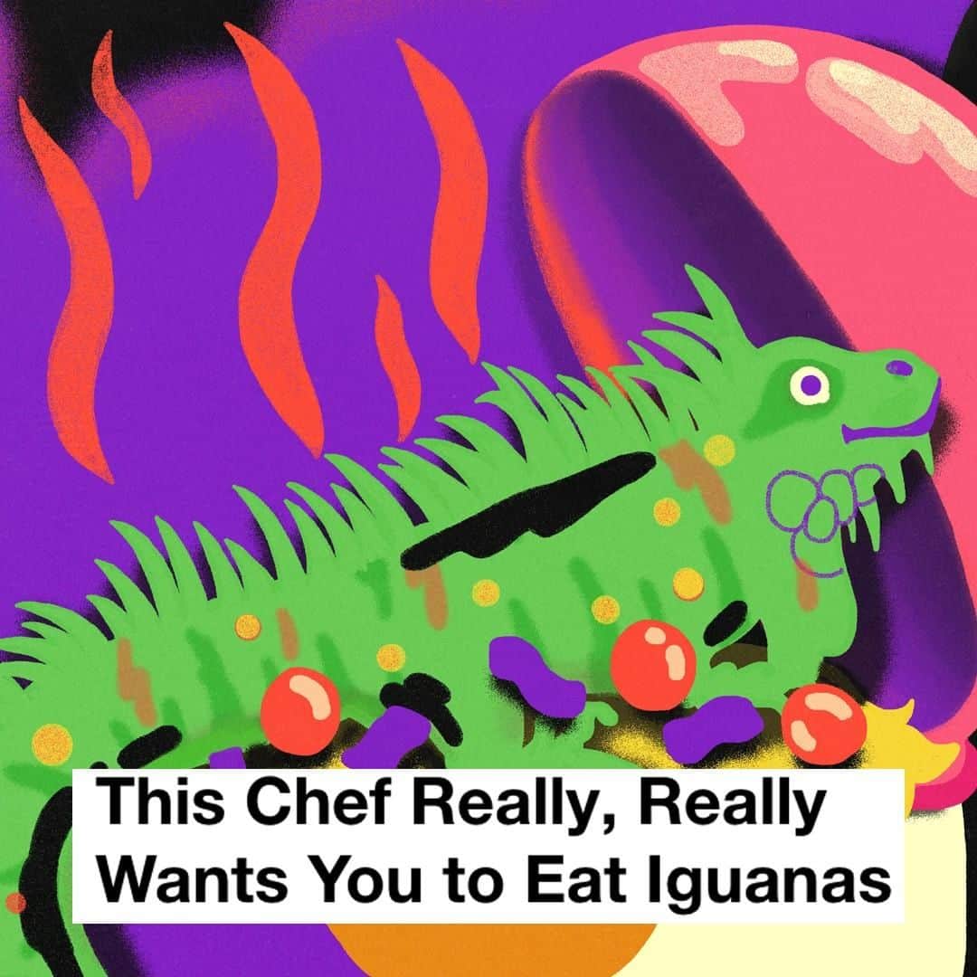 VICEさんのインスタグラム写真 - (VICEInstagram)「Green iguanas are an invasive species that destroys vegetation. For Thomas Tennant, that's even more reason to eat them. 🦎🍽 Link in bio for more. Illustration by Hunter French.」5月19日 3時00分 - vice