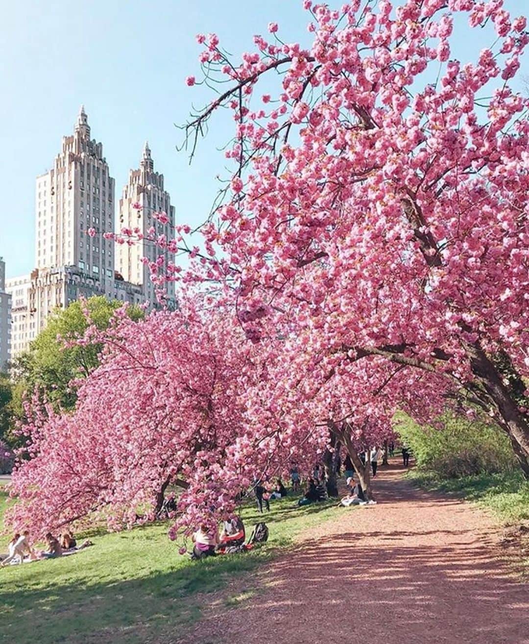 のインスタグラム：「Cherry blossoms in Central Park captured by @kvdenn via @nycityworld  #bondno9 #bondno9ny #newyork #newyorkcity #nyc #centralpark #spring #fragrance #perfume #love」