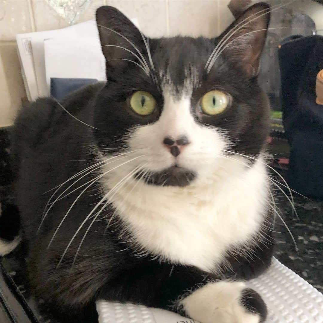 Tuxedo Cat Brosのインスタグラム：「This guy has taken to sleeping on my pillow at night because it’s too hot under the blankets. I wake up every morning wearing him like a hat. 🎩 Where do your cats sleep??」