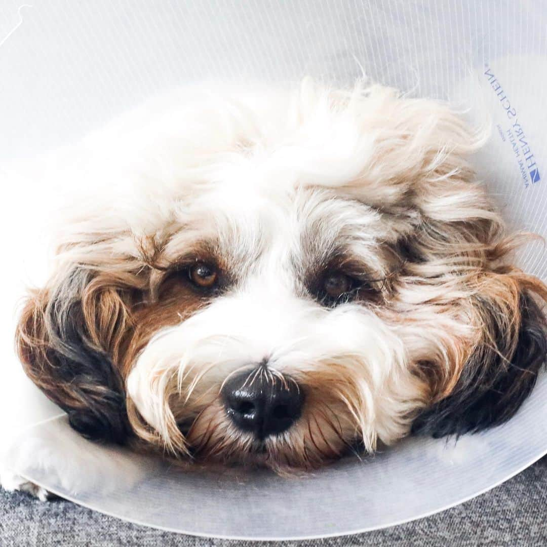 Buddy Boo Blueさんのインスタグラム写真 - (Buddy Boo BlueInstagram)「Benny got snipped two days ago. His head fills up the entire cone.」5月19日 3時57分 - buddyboowaggytails