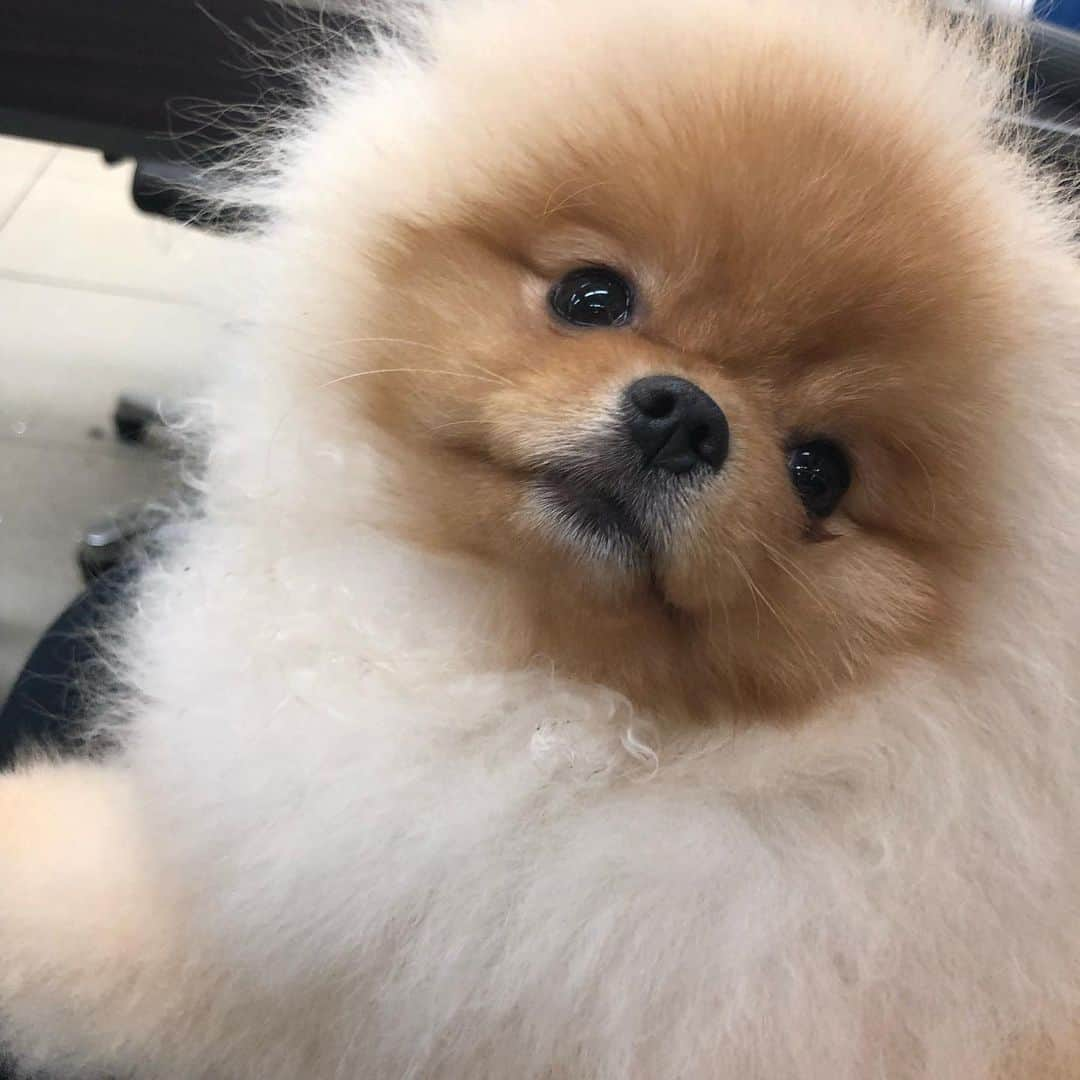 ケリー・オズボーンさんのインスタグラム写真 - (ケリー・オズボーンInstagram)「Obsessed with this little guy!!! Everyone needs to follow the life of this #pom @leodipomrio his daddy @linocarbosiero has been cutting my hair since nice I was 2 years old. 💞」5月19日 3時54分 - kellyosbourne