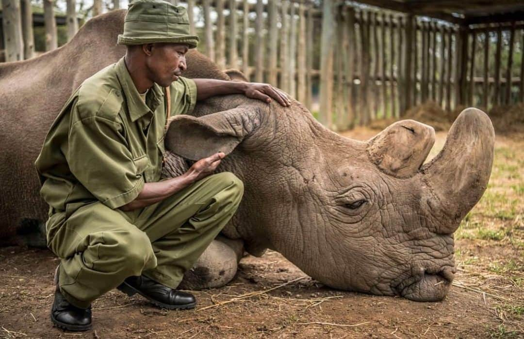 レオナルド・ディカプリオさんのインスタグラム写真 - (レオナルド・ディカプリオInstagram)「#Regram #RG @natgeo: Photo by Ami Vitale @amivitale | On Monday, @UnitedNations released the Global Assessment Report on Biodiversity and Ecosystems. It states clearly that our human activity is taking down one million plants and animals, causing the sixth extinction event on this planet. It’s happening at an incredibly fast and accelerating rate. A million beautiful, ancient creatures like Sudan might breathe their last breath in our lifetime (here, in his final moments, Sudan was comforted by dedicated @olpejeta keeper Zacharia Mutai). Witnessing the last of anything die is something I never want to do again. Witnessing it a million times over may be more than my heart can stand and may be more than our fragile ecosystem can bear. Nature needs us now.  Support and engage @conservationorg @nature_org @nature_africa and other orgs working to build a future in which we can live in harmony with nature. In order to protect prevent more heartbreaking deaths like this, we need to conserve 30% of the planet by 2030. @safariparkdvurkralove #rhinos #DontLetThemDisappear #stoppoaching #kenya」5月19日 3時59分 - leonardodicaprio