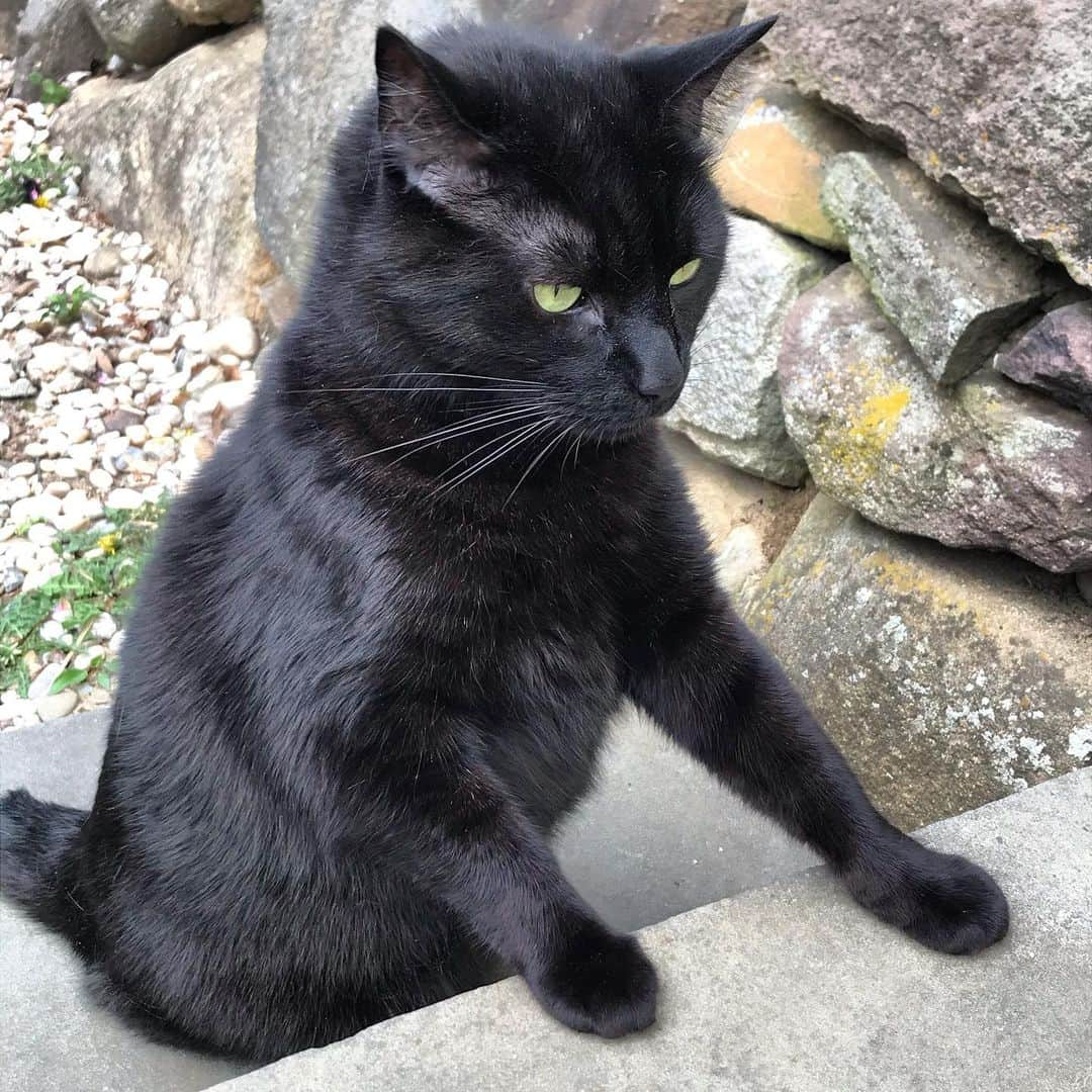 セルジオさんのインスタグラム写真 - (セルジオInstagram)「Just waiting on my daiquiri. #extrarum 🙃🍹 . . #sweetbean #beanie #bean #daiquiri #daydrinking #blackcats #blackcatsofinstagram #happycaturday #caturdays #catsofinsta #catsofig #igcats #igkitty #catslife #catsrule #rescuecats #happycatclub #happycat #spoiledcats #catio #cutecats #sofluffy #myfurbaby #catlady #rescuedismyfavoritebreed #catmom #catmomlife #ilovemycats #catexplorer」5月19日 4時33分 - monkandbean