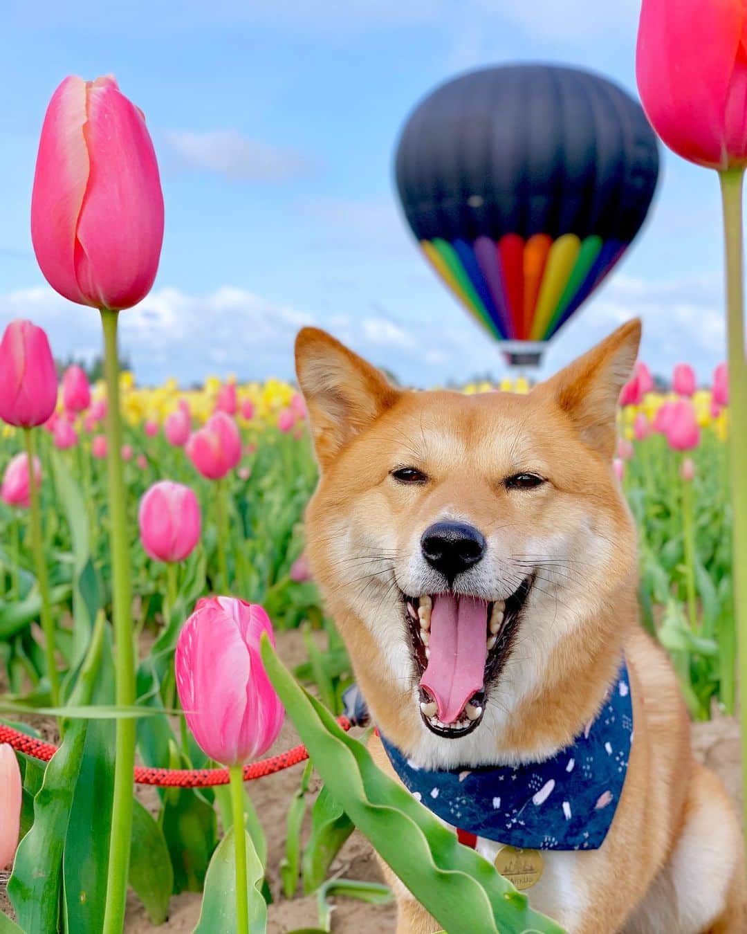 DogsOf Instagramのインスタグラム：「“April showers did bring May flowers!” writes @markus_mcgruff  #dogsofinstagram」