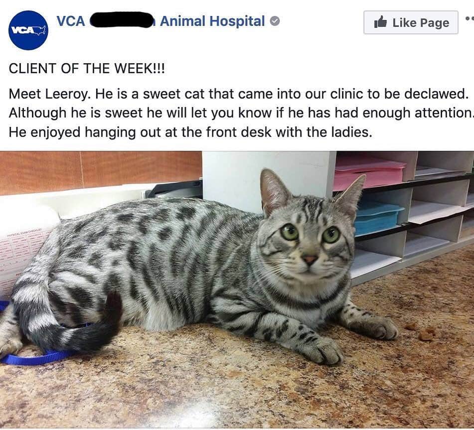 City the Kittyさんのインスタグラム写真 - (City the KittyInstagram)「Not cool at all. 😾😾😾 As many of you know, we are doing a BIG campaign to inspire @vca Animal Hospitals U.S to stop declawing.  Many of you have been looking into how your local VCA addresses declawing by calling them and asking for the price of a declaw.  We are sad to say that many of these VCA Animal Hospitals have been asking if you want 2 or 4 paw$ when you inquire about a price for a declaw.😿😿😿😿 VCA Animal Hospitals just created a declawing call script for their animal hospitals to use when people inquire about a declaw procedure. (Just like what American Animal Hospital Association (AAHA) did a few years ago.) If VCA U.S was doing the right thing, why do they need a script to control the message??? @vca_canada came out with a message last year that declawing is inhumane and they won’t do it anymore.  Why not have THAT as your script VCA U.S?  Thank you to all the veterinarians, vet techs, and veterinary professionals who work at VCA Animal Hospitals and other animal hospitals, who are against declawing, and are trying to help protect cats from this inhumane amputation procedure!  You all are heroes to us!  Please take 60 seconds to sign our petition to inspire VCA to stop declawing! Your voice matters and let’s get to 50,000 signatures this month!!! Link to the petition is here on my Instagram bio. http://bit.ly/VCApetition ❤️❤️❤️ citythekitty.org #vcapets #vcaanimalhospital #vcahospitals #dotherightthing #stopdeclawing #pawsneedclaws」5月19日 5時00分 - citythekitty
