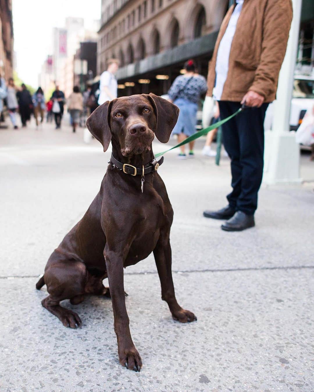 The Dogistさんのインスタグラム写真 - (The DogistInstagram)「Luke, German Shorthaired Pointer (4 y/o), Astor Place, New York, NY • “He’s a master hunter. A bird dog.”」5月19日 6時44分 - thedogist