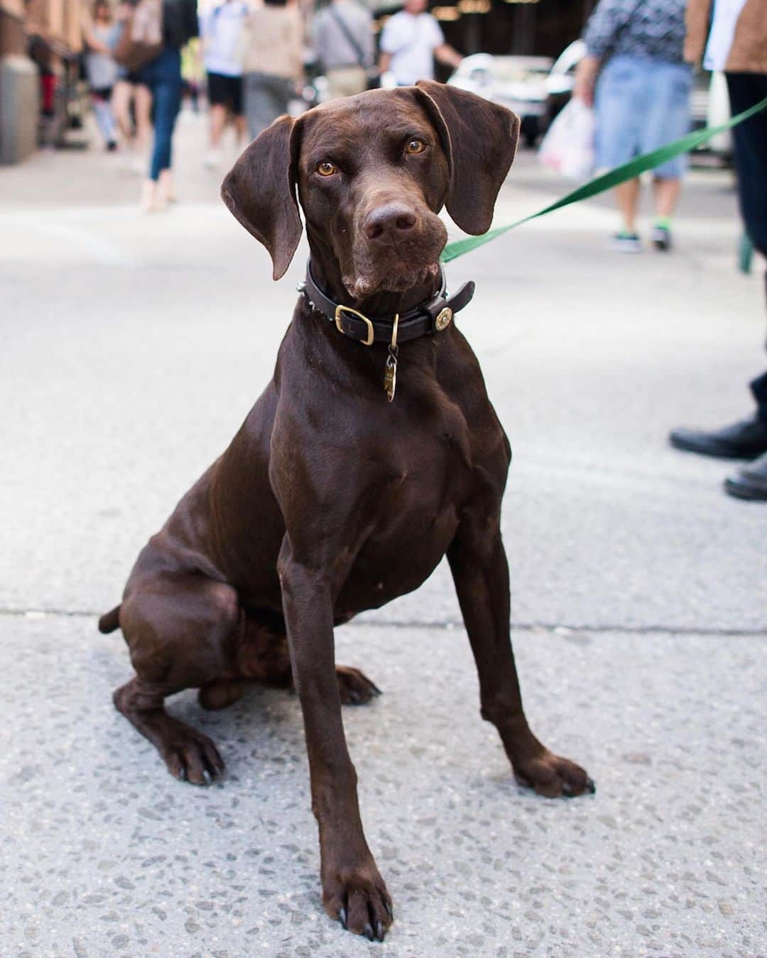 The Dogistさんのインスタグラム写真 - (The DogistInstagram)「Luke, German Shorthaired Pointer (4 y/o), Astor Place, New York, NY • “He’s a master hunter. A bird dog.”」5月19日 6時44分 - thedogist