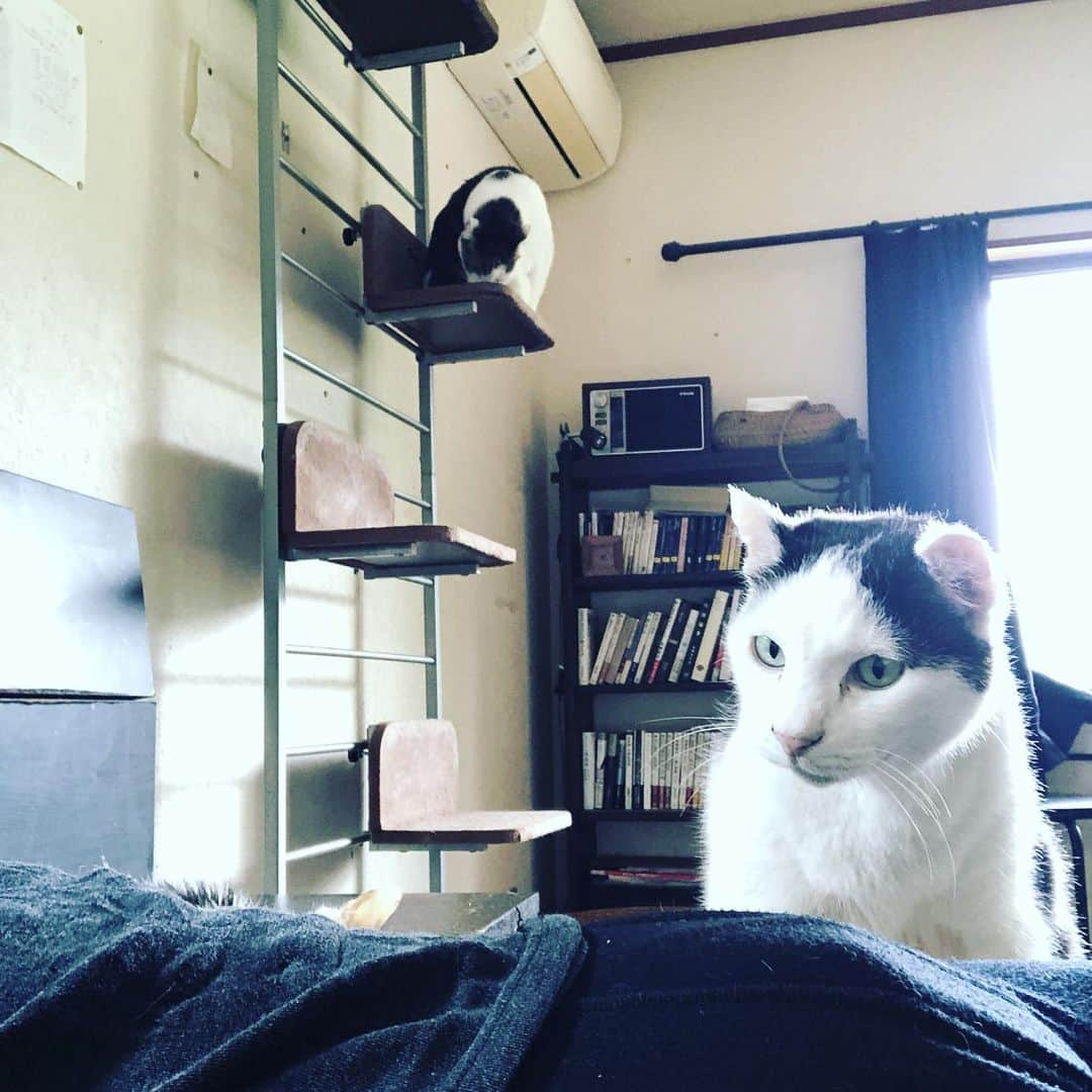 町田康さんのインスタグラム写真 - (町田康Instagram)「#詩人は辛い」5月19日 6時54分 - inunekosonota