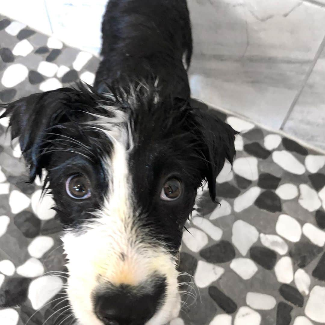 Jazzy Cooper Fostersさんのインスタグラム写真 - (Jazzy Cooper FostersInstagram)「Letting her lick the pan from the leftover pumpkin and turmeric seemed like a great idea at the time. 😬 She still had an orange nose after a bath. 🤭」5月19日 6時56分 - bordernerd