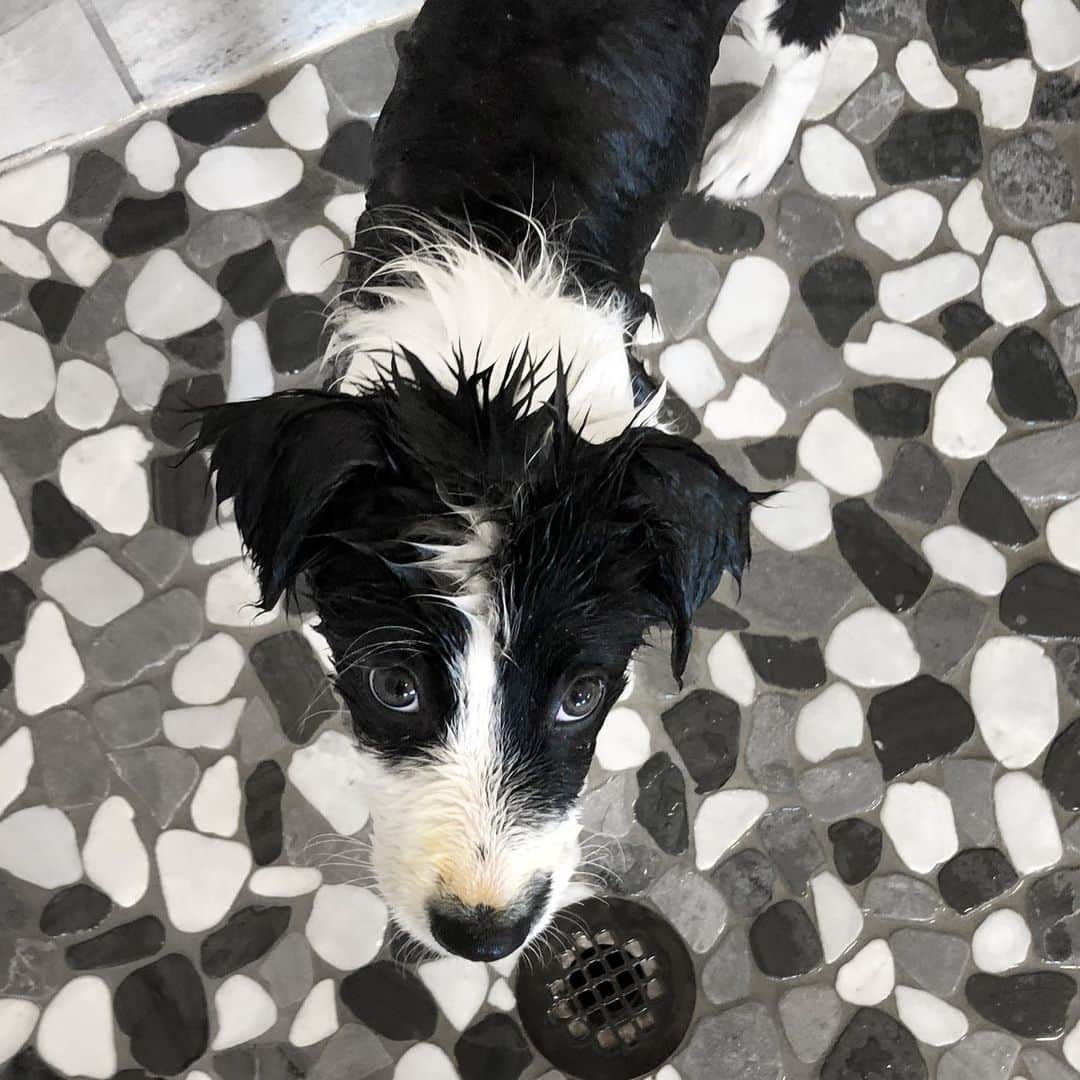 Jazzy Cooper Fostersさんのインスタグラム写真 - (Jazzy Cooper FostersInstagram)「Letting her lick the pan from the leftover pumpkin and turmeric seemed like a great idea at the time. 😬 She still had an orange nose after a bath. 🤭」5月19日 6時56分 - bordernerd