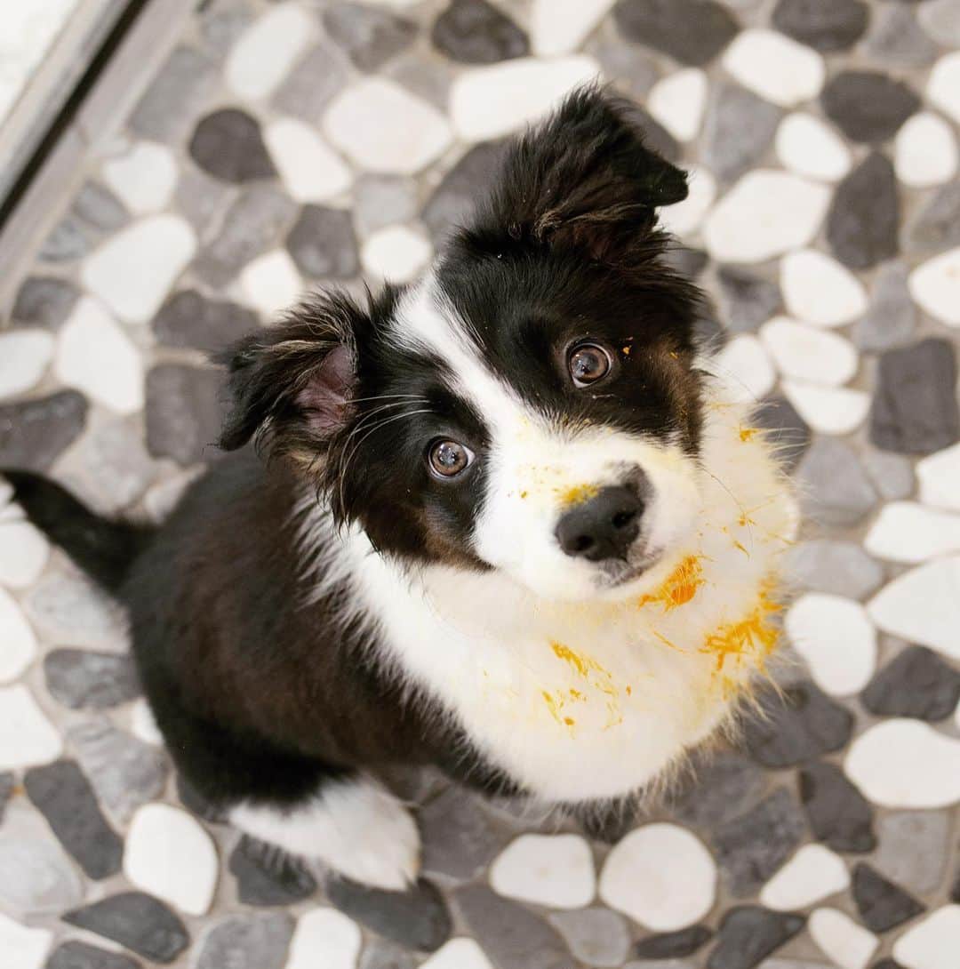 Jazzy Cooper Fostersさんのインスタグラム写真 - (Jazzy Cooper FostersInstagram)「Letting her lick the pan from the leftover pumpkin and turmeric seemed like a great idea at the time. 😬 She still had an orange nose after a bath. 🤭」5月19日 6時56分 - bordernerd