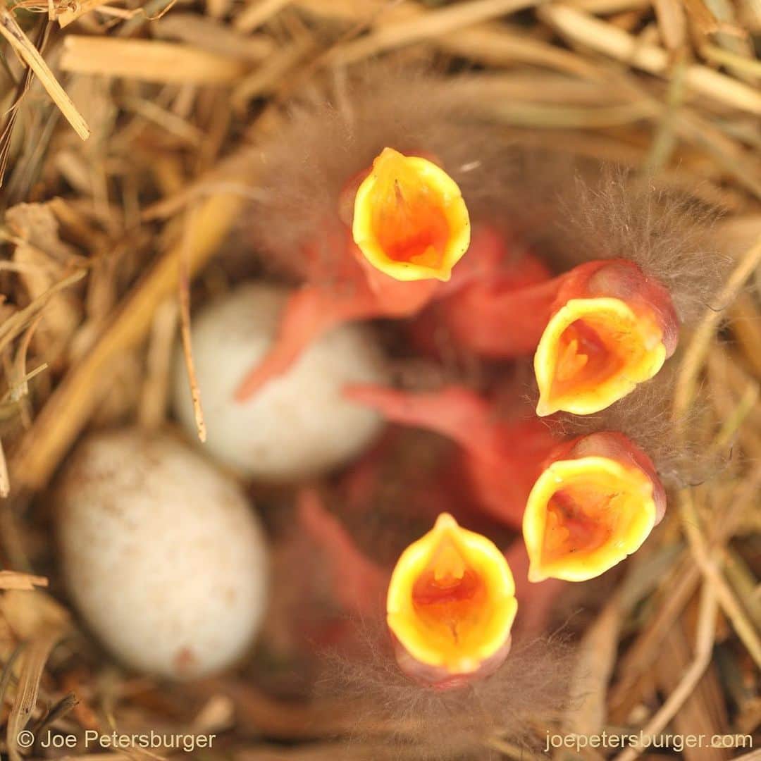 thephotosocietyさんのインスタグラム写真 - (thephotosocietyInstagram)「Photo by @joepetersburger/@thephotosociety // THE CHOIR// Freshly hatched common #starling (Sturnus vulgaris) #chicks calling for food in the birdhouse. Two eggs are unhatched yet. I made the birdhouse and hanged it in our garden in #Hungary. Checked it only twice: if there are eggs inside, and to know, if chicks could hatch. Now they are nesting here 3 years in a row. Swipe to see what does it take to check a #birdhouse with my 5 and half year old daughter. She is the ’Mowgli’ of the family, willing to climb at any elevation with amazing speed and confidence – of course under my guidenance… No need to travel far away for fantastic experience. Travel less, discover your backyard, reduce your ecological footprint! Please #followme at @joepetersburger to keep up-to-date with my images! #education #reallifeeducation #conservation #birdconservancy」5月19日 7時04分 - thephotosociety