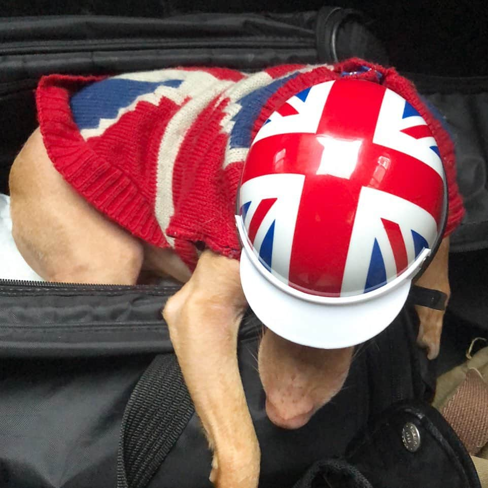 Tuna {breed:chiweenie} さんのインスタグラム写真 - (Tuna {breed:chiweenie} Instagram)「We got back from London late last night, and I was thinking about how we would have loved to do a meet up while we were there, but we used this trip to spend our time with family and friends. Hopefully we will be back with Tuna next spring and we’ll do something then. We love you all in the UK! #oursecondhome 🇬🇧」5月19日 7時37分 - tunameltsmyheart