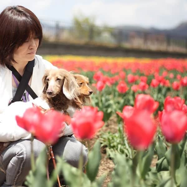 くるみんさんのインスタグラム写真 - (くるみんInstagram)「* 5月2日 花の都公園にて  #ミニチュアダックスフンド #ミニチュアダックスフント #ミニチュアダックス #イザベラタン #イザベラ #カニンヘンダックスフント #カニンヘンダックス #カニンヘン #カニンヘンダックスフンド #チョコタンダックス #チョコタン #ダックス多頭飼い #ダックスフント #ダックス #ダックスフンド #花の都公園 #山中湖 #チューリップ #わんこなしでは生きていけません会 #ワンコなしでは生きて行けません会 #いぬばか部 #いぬすたぐらむ #短足部 #dachshundgram #dachshund #dogstagram #east_dog_japan #instagramdog #instadachs #todayswanko」5月19日 7時57分 - michirumugiazu