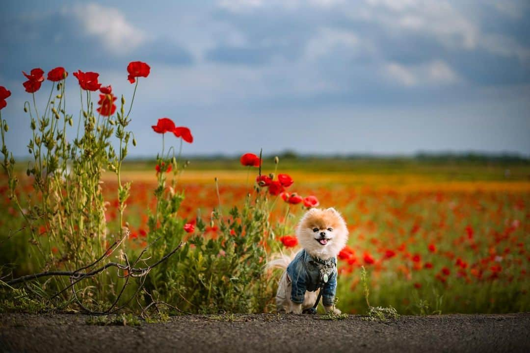 ポテチンさんのインスタグラム写真 - (ポテチンInstagram)「memories of the short trip(part2)  やっぱり住みたい埼玉。 1回目のコスモスツアーから1週間も開けずに再度コスモス。 シロツメクサの原っぱとバラ園も満喫して埼玉充電してきましたぢょ〜。大好きゆーたんファミリー、ありがとうございましたぢょ！」5月19日 8時17分 - pom.potechin