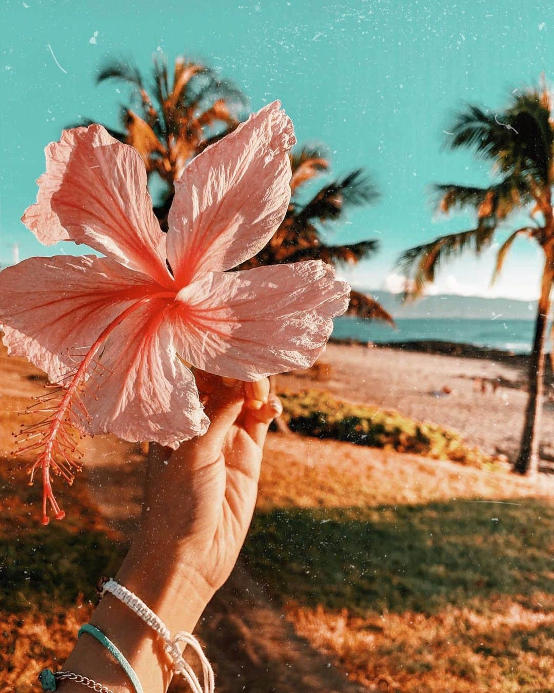 ユミ さんのインスタグラム写真 - (ユミ Instagram)「Island dreams🌺🌊💗🌈﻿✨﻿ ﻿sunset beachあたりで車に乗る時﻿ 可愛いの拾っちゃった💓﻿ これは車の窓からのHappy view✌🏾👱🏾‍♀️💙﻿ ﻿﻿ ﻿﻿ #Hibiscus#island#islandmagic﻿﻿#aloha #dreams#sunsetbeach#palmtrees﻿﻿ #Hawaii#Hawaiilife#islanddrive#film」5月19日 8時16分 - yuminchu1029