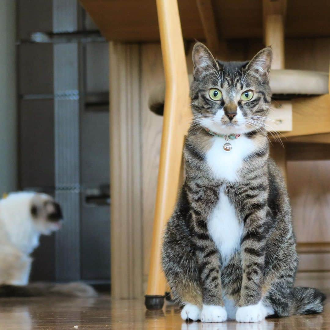 takegaeruさんのインスタグラム写真 - (takegaeruInstagram)「ゴハン待ちでそわそわのおふたりさん😸 #cat #猫 #ragdoll #ラグドール #ホワイトポッチーズ #よもねこ #よもぎねこ #キジトラ #きじとら」5月19日 17時45分 - takegaeru