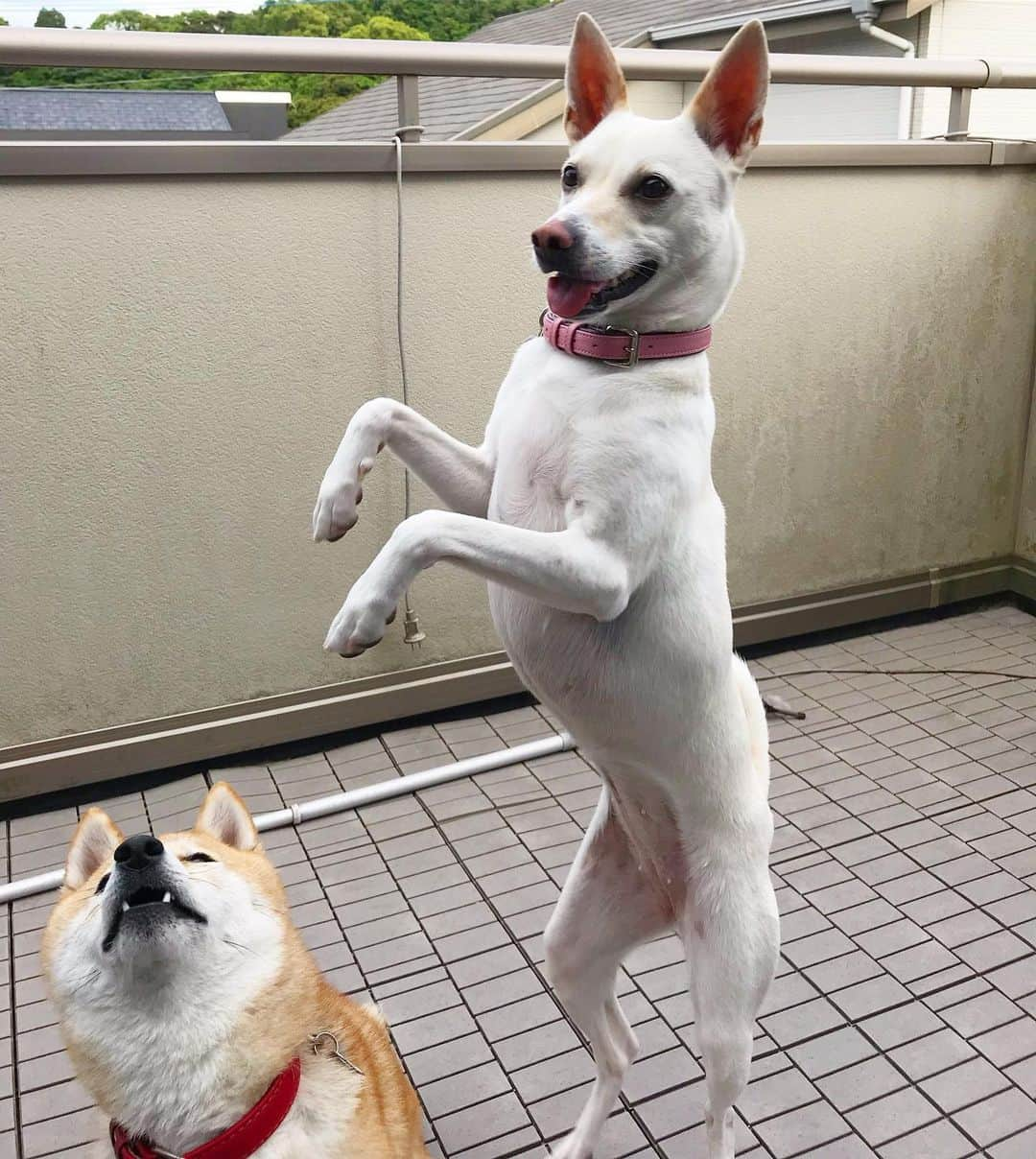 柴犬ハル&保護犬すずのインスタグラム