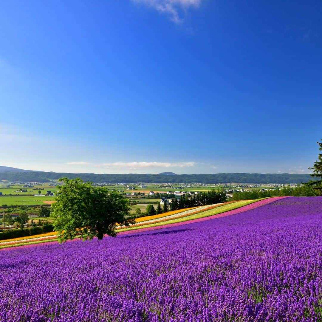 楽天トラベル さんのインスタグラム写真 - (楽天トラベル Instagram)「#ラベンダー で有名な #北海道 #富良野町 にある #ファーム富田 🌿 種の異なるラベンダーが織りなす紫が魅力的な花畑や、多彩な花々を敷き詰めた色彩豊かな花畑など季節ごとに見頃が異なるたくさんの花畑が広がります✨ 例年のラベンダーの見ごろは7月中旬頃です🌿 . ************************ 📷フォトコンテスト開催中📷 旅先で出会った忘れられない絶景の写真に #楽天忘れられない絶景 をつけて投稿してね♪ 最優秀賞には3万円クーポンプレゼント😆 ************************ . #楽天トラベル #楽天  #rakutentravel #旅 #旅行 #旅に出よう #旅行好きな人と繋がりたい #travel #trip #日本 #japan #일본 #instagramjapan #IG_JAPAN #japantrip #hokkaido #furano #富良野」5月19日 18時00分 - rakutentravel
