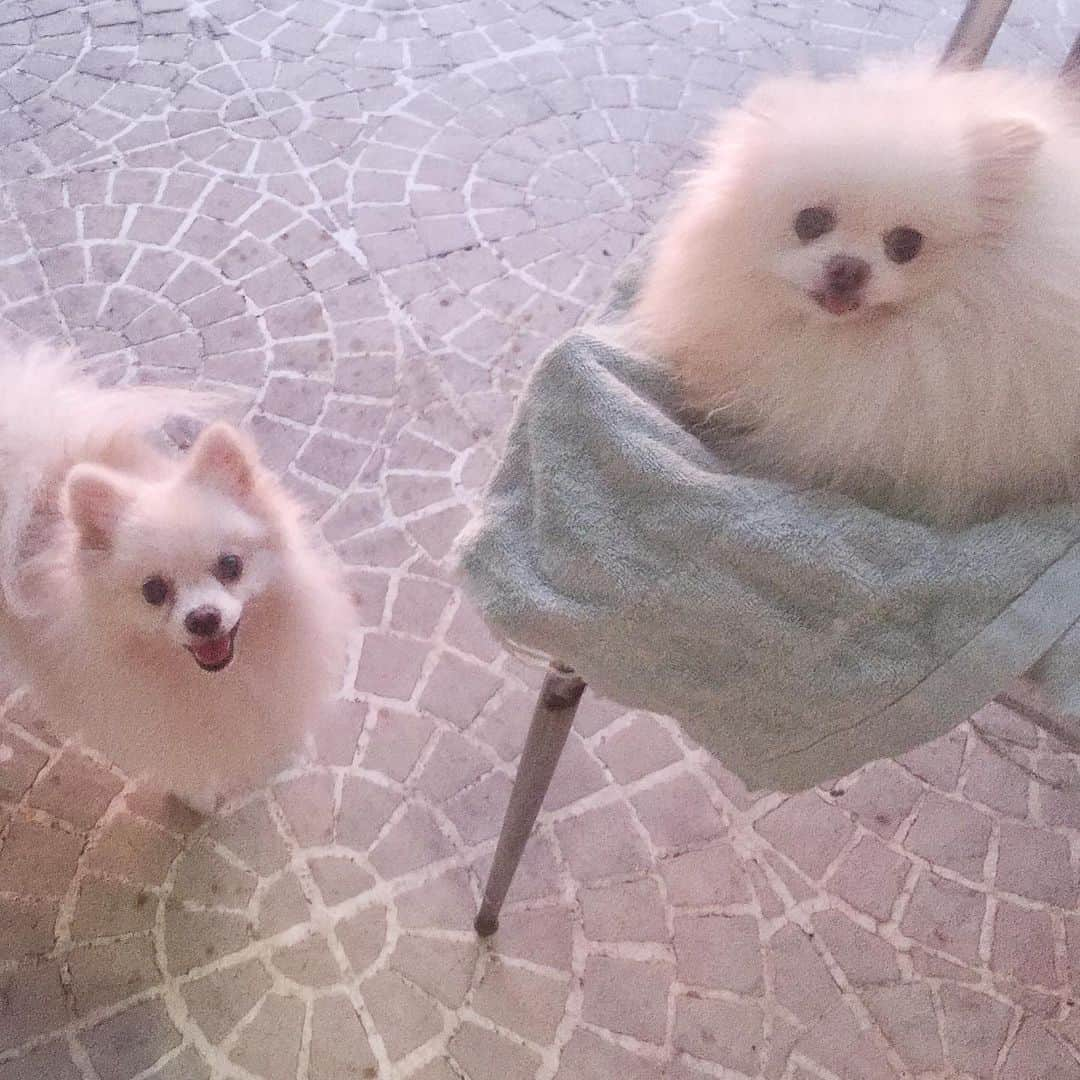 JEWELのインスタグラム：「I supervise pancake when she plays outside.🐶🤣😍#dogsofinstagram #pomeranian #pomeranianpage #dogstagram #puppiesofinstgram #weeklyfluff #fluffy #instagood #instamood #petstagram」