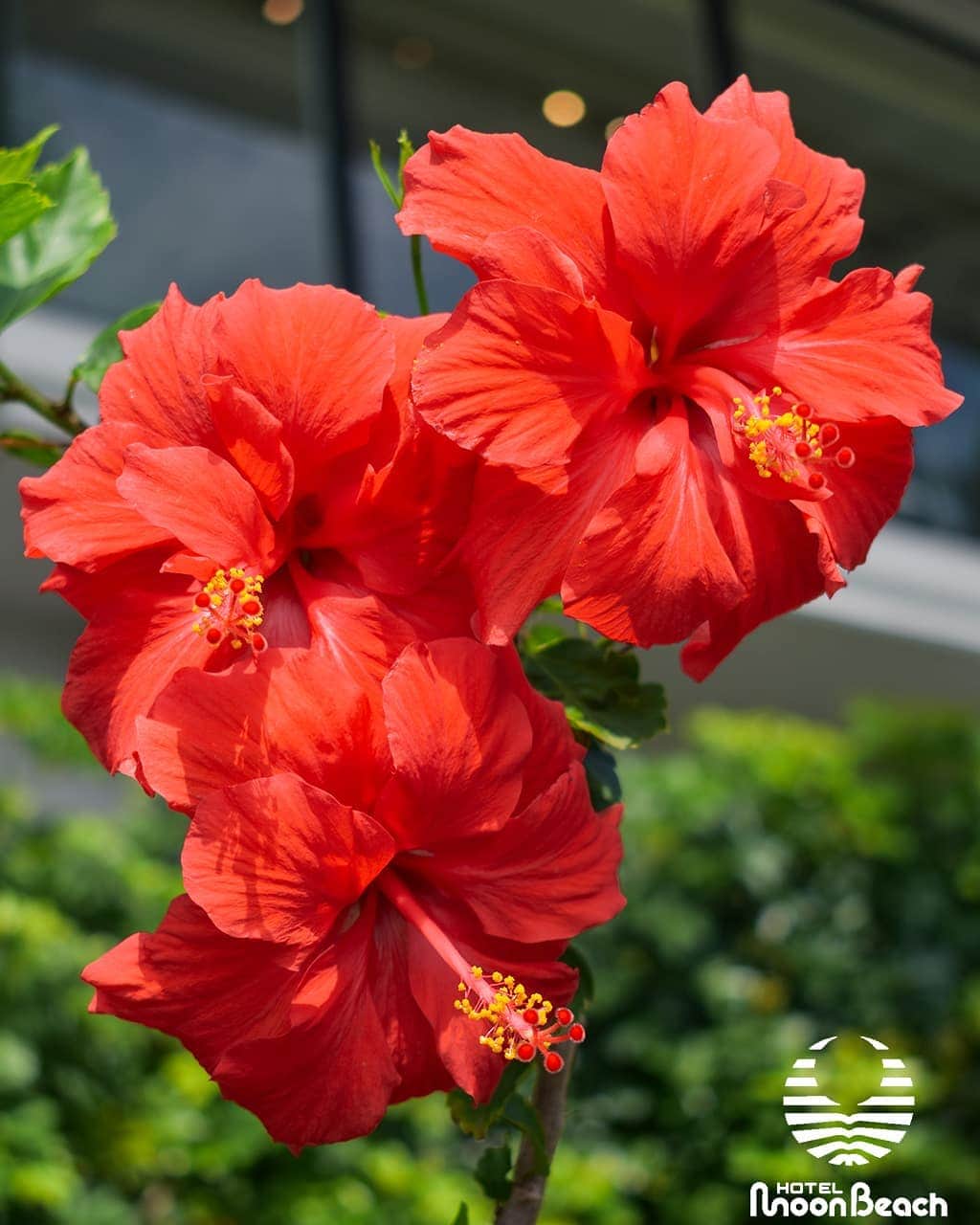 のインスタグラム：「ハイビスカス Hibiscus 2May2019 #沖縄 #恩納村 #沖縄ホテル #沖縄リゾートホテル #沖縄旅行 #沖縄ビーチ #沖縄プール #インフィニティプール #沖縄サンセット #沖縄好き #夕焼け #夕陽 #ホテルムーンビーチ #ムーンビーチ #ムーンビーチホテル #okinawa #okinawabeach #okinawahotel #okinawaresorthotel #okinawatrip #okinawapool #okinawasunset #okinawalikes #okinawalabo #okinawa_life #infinitypool #moonbeach #moonbeachhotel #docomomo #japan」