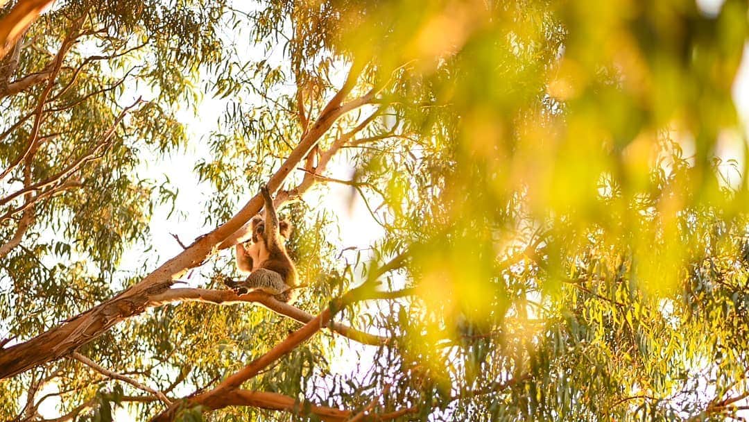 ペイジー・クラッセンのインスタグラム：「Found a #koala 🐨 doing evening calisthenics 🏋️‍♂️. A reminder to always warm down after a big eucalyptus meal 🌿. #australia」