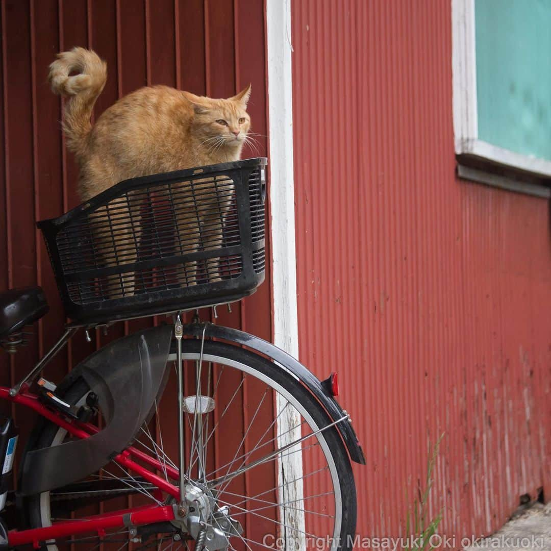 Masayukiさんのインスタグラム写真 - (MasayukiInstagram)「まるっ！  #cat #ねこ」5月19日 18時45分 - okirakuoki