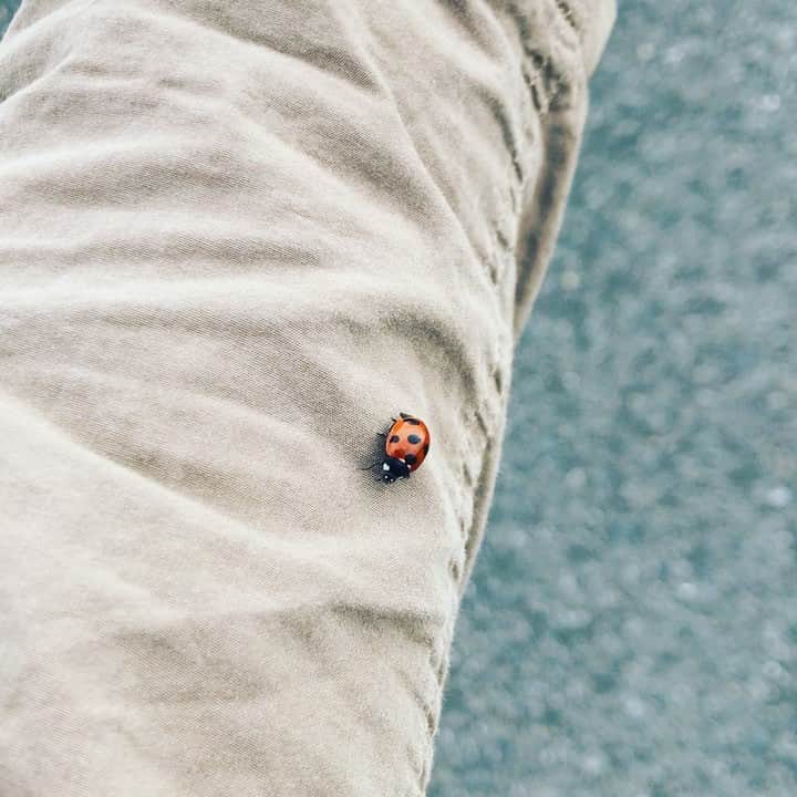 米田貴紀のインスタグラム：「てんとう虫ってかなり可愛い🐞  #夜の本気ダンス  #てんとう虫 #ladybug #metrock2019」
