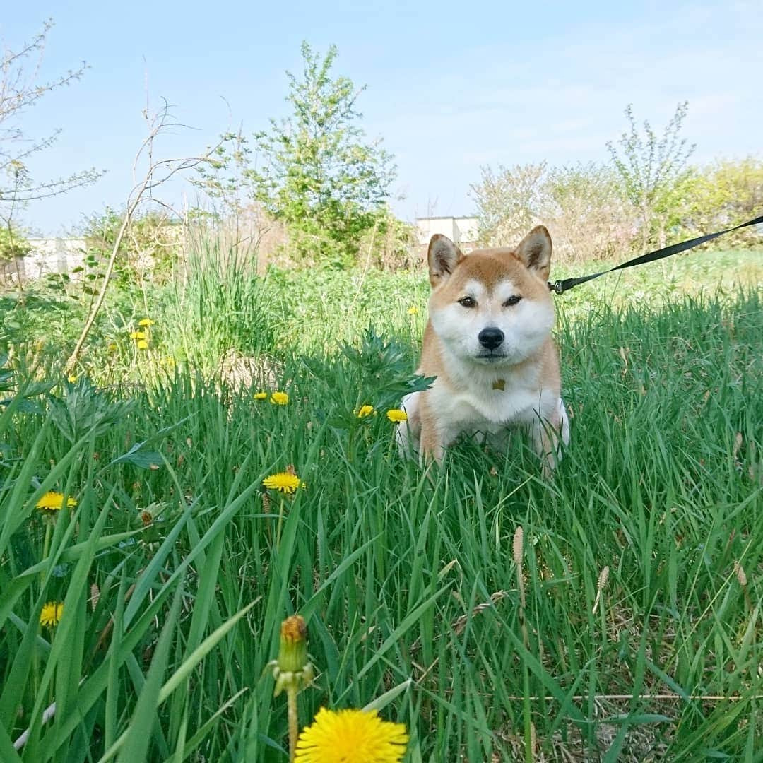 柴犬⭐️サスケのインスタグラム