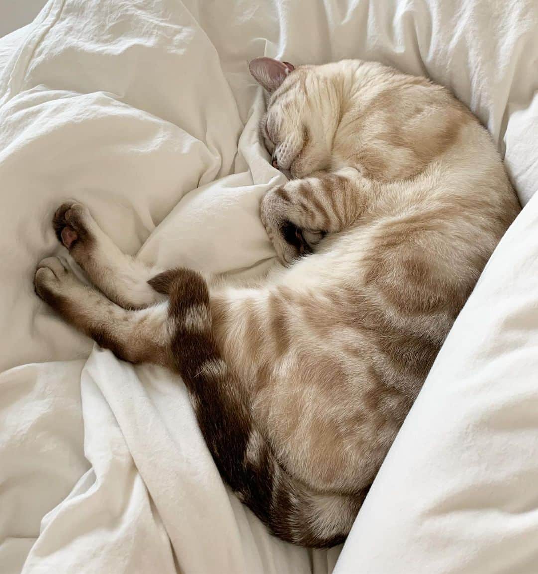 青山有紀さんのインスタグラム写真 - (青山有紀Instagram)「朝起きて、こんな可愛い子が横で寝てたらどうする？ #吸うでしょ😂 #チュー100回するでしょ😻 #garu_cat #ガル様」5月19日 10時18分 - yukiaoya