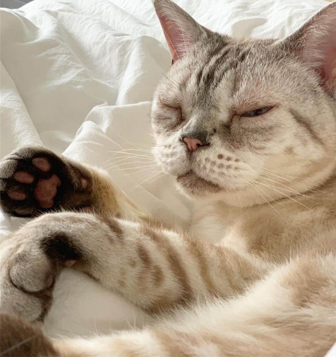 青山有紀さんのインスタグラム写真 - (青山有紀Instagram)「朝起きて、こんな可愛い子が横で寝てたらどうする？ #吸うでしょ😂 #チュー100回するでしょ😻 #garu_cat #ガル様」5月19日 10時18分 - yukiaoya