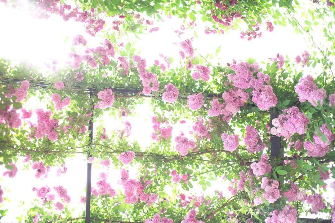 kiccyomuさんのインスタグラム写真 - (kiccyomuInstagram)「☁️ 2019.05.19 Sun * 昨日は少し薄曇りだったけど… #横浜イングリッシュガーデン でも… #薔薇 🌹は満開見頃☺️ . ここの薔薇のアーチは綺麗ですよネ〜 の〜んびり☕️ 今日も元気に🤗  location #神奈川 #横浜 撮影 5月18日」5月19日 10時41分 - kiccyomu