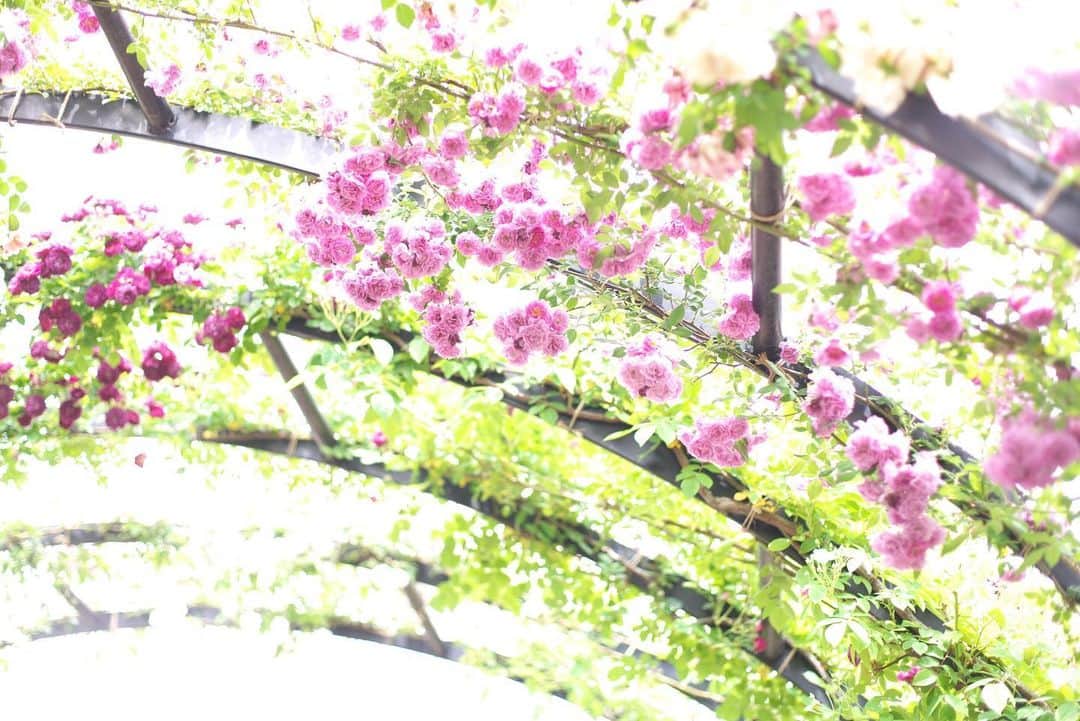 kiccyomuさんのインスタグラム写真 - (kiccyomuInstagram)「☁️ 2019.05.19 Sun * 昨日は少し薄曇りだったけど… #横浜イングリッシュガーデン でも… #薔薇 🌹は満開見頃☺️ . ここの薔薇のアーチは綺麗ですよネ〜 の〜んびり☕️ 今日も元気に🤗  location #神奈川 #横浜 撮影 5月18日」5月19日 10時41分 - kiccyomu