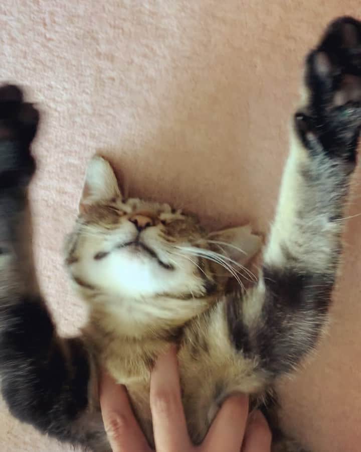 南口奈々のインスタグラム：「. そうそうそうそれそれそれ〜にゃ ちびより🐾 #ちびはいつも #ゆだねすぎてるにゃ #元野良猫 #元保護猫 #さくらにゃんこ #ミルスタ #instacat #ネコスタグラム #猫 #ネコ #にゃんこ #cat  #ふわもこ部 #ペコねこ部 #スノーシュー #靴下にゃんこ」