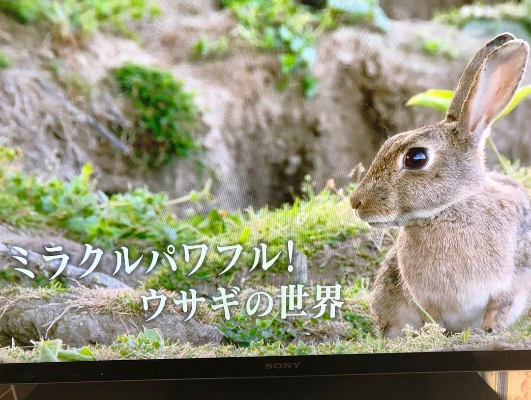 ラン?さんのインスタグラム写真 - (ラン?Instagram)「おはよ♡日曜日( ^ω^ ) くしくし(っ`ω´c)✨ イケうさは今日もお手入れを欠かしません(｡ ・`ω・´) ｷﾗﾝ☆ ☆ ママんは昨日録画しておいた、「ミラクルパワフルうさぎの世界」を観てる🐰 ☆ パリの街で増えすぎて捕獲されたうさぎの行方が気になってハラハラしてたんだけど、安全な山に生態系維持のために放たれていて、安心した( ◜ω◝ ) ☆ #うさぎ #ネザーランドドワーフ #rabbit #bunny #bunnystagram  #rabbitstagram  #cute  #かわいい #ふわもこ部  #もふもふ  #zip写真部  #アニマル写真部 #instagramjapan #netherlanddwarf #うさぎと暮らす  #うさぎのいる暮らし #癒し #kawaii #ランちゃん  2019.05.19」5月19日 10時59分 - mofumofuusako