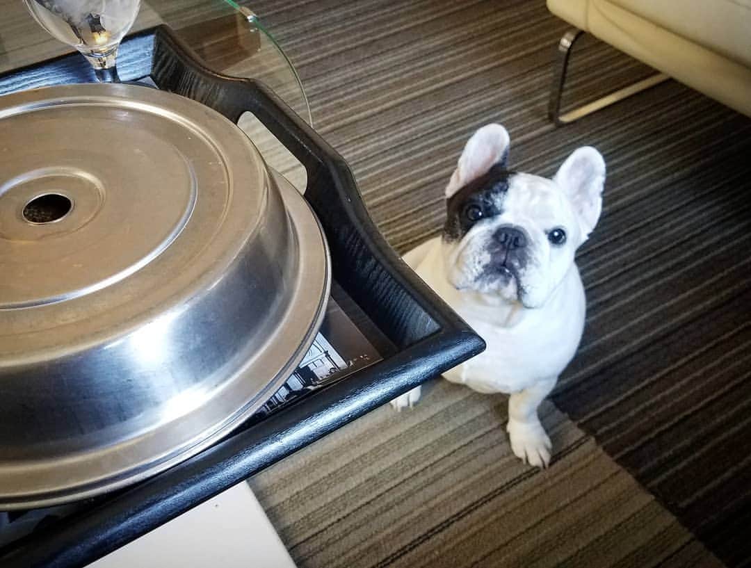 Manny The Frenchieのインスタグラム：「That better be for me or I'm going to lose it. 😠 #bossy #alwayshungry」