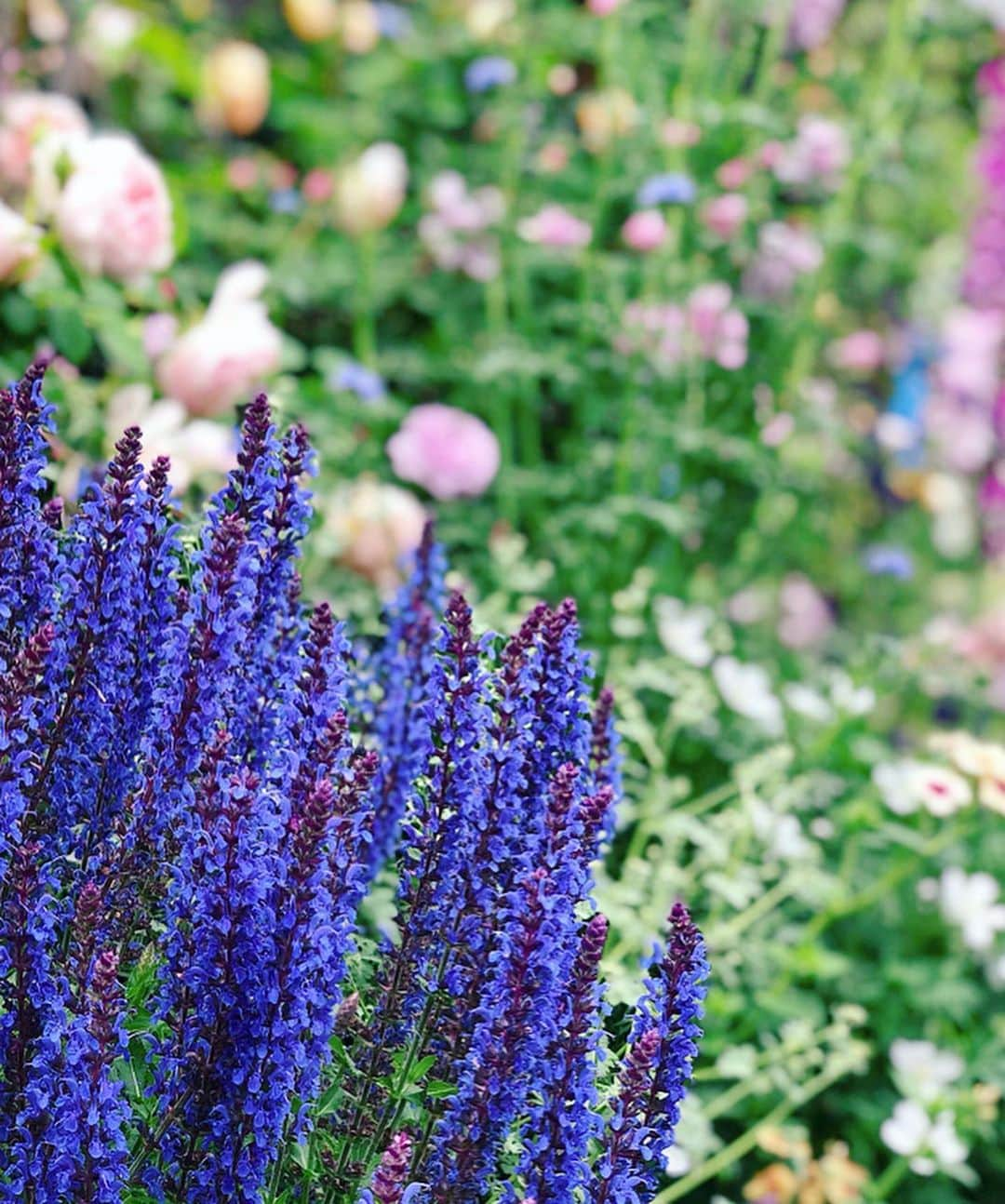 内山理名さんのインスタグラム写真 - (内山理名Instagram)「🍃 Mother's garden..🍃 ・ 母の庭..レモンのような柑橘系の香りのする薔薇など 良い香りに包まれ 幸せな週末🌹 ・ #mymother #mothersgarden #rose」5月19日 11時22分 - rinauchiyama_official