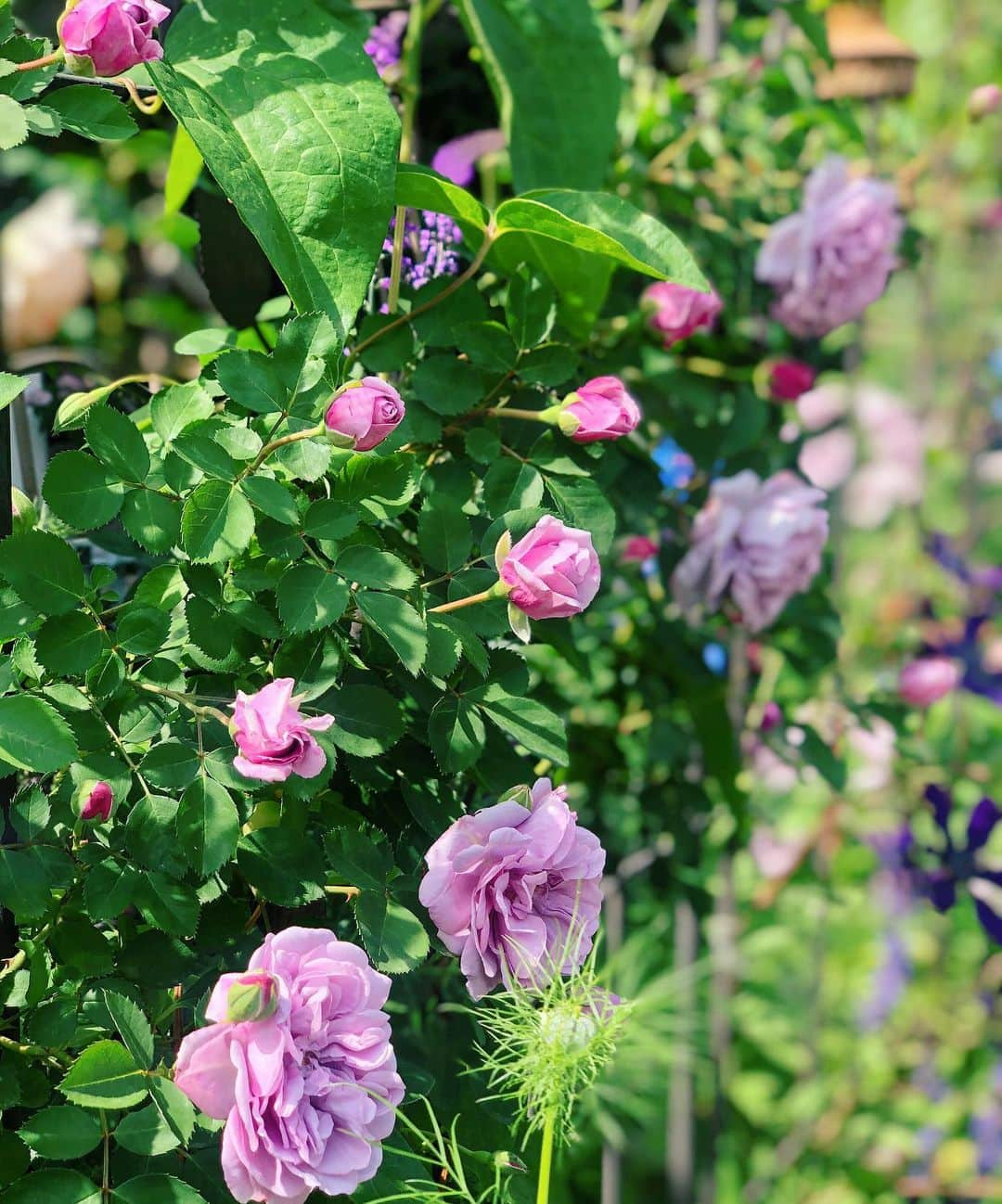 内山理名さんのインスタグラム写真 - (内山理名Instagram)「🍃 Mother's garden..🍃 ・ 母の庭..レモンのような柑橘系の香りのする薔薇など 良い香りに包まれ 幸せな週末🌹 ・ #mymother #mothersgarden #rose」5月19日 11時22分 - rinauchiyama_official