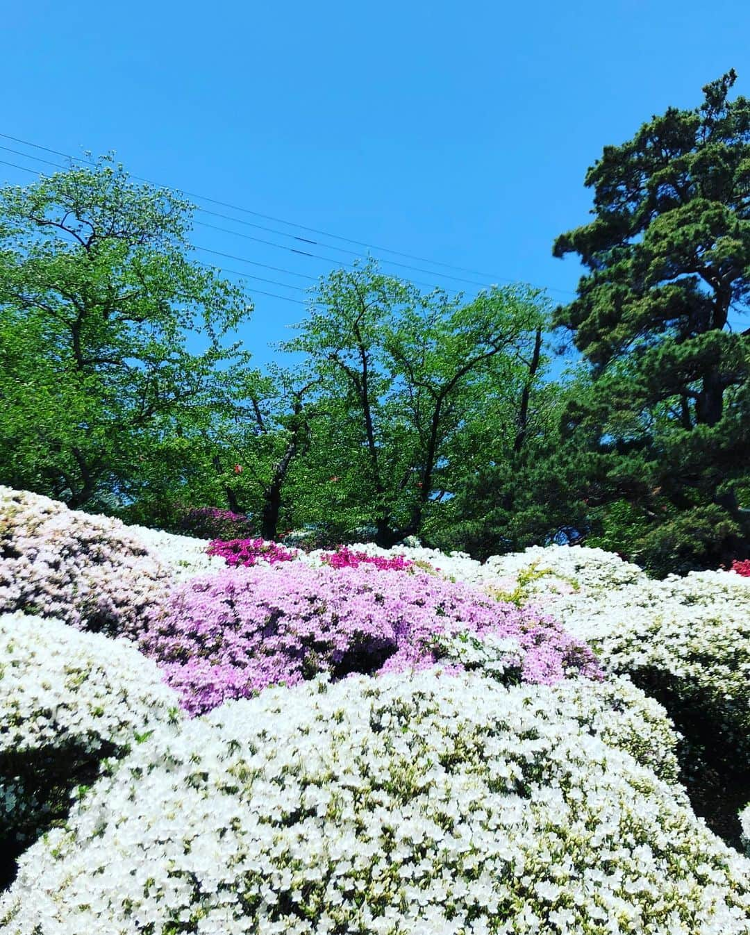 青木さやかさんのインスタグラム写真 - (青木さやかInstagram)「千秋公園でございます #千秋公園 #秋田 #秋田犬 #雪まろげ #つつじ」5月19日 11時15分 - sayaka___aoki