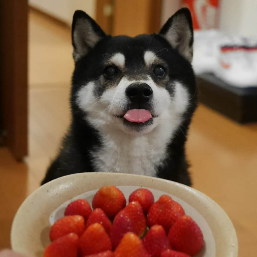 くろさんのインスタグラム写真 - (くろInstagram)「🍓👅 #いちご大好き犬 #イチゴ大好き犬 #苺大好き犬 #豆も気になるぅ #黒柴 #柴犬 #座敷犬 #癒し犬 #柴犬と一緒 #わんこと一緒 #strawberrydog #🍓👅#👅🍓」5月19日 11時23分 - m6bmw