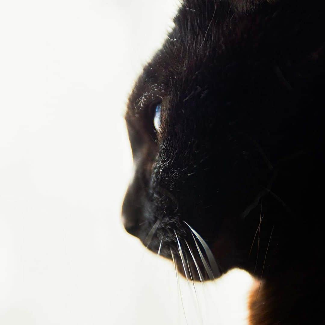 ホタテ＆クラム＆シラスのインスタグラム：「ホタテ #cat #neko #blackcat #猫 #ねこ #黒猫 #catstagram #instagram #instagramjapan #ig_japan #igersjp」