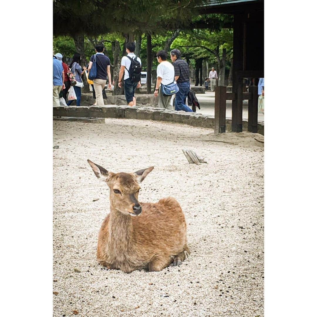 青木カズローさんのインスタグラム写真 - (青木カズローInstagram)「昨日は広島オフだったので、﻿ 前から行ってみたかった呉市へ。﻿ 昼から海自カレーなるものを食べ、大和ミュージアムとてつのくじら館へ。﻿ 大和ミュージアムには1/10の戦艦大和や、零戦、回天、海龍など展示してあってとても勉強に。﻿ 雨が降っていたのでリニューアルした原爆資料館に行こうと思っていたら雨が止んだので急遽宮島へ。﻿ 世界遺産の厳島神社は荘厳で素晴らしかった。﻿ とても有意義な1日になりました。﻿ 最後はしっかりお好み焼きで締めて広島オフ満喫しました。﻿ ﻿ #広島﻿ #呉市﻿ #海自カレー﻿ #大和ミュージアム﻿ #てつのくじら館﻿ #宮島﻿ #厳島神社﻿ #写真は全部iPhone﻿ #なぜなら腰が痛くて﻿ #重いカメラは持っていかなかったのだ」5月19日 11時56分 - cazrowaoki