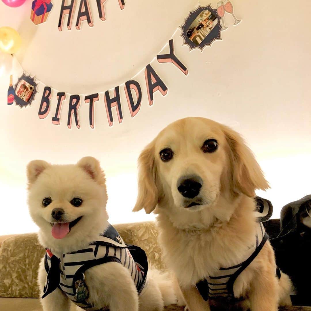 くぼたみかさんのインスタグラム写真 - (くぼたみかInstagram)「Happy birthday my love @yuriyuricchi 🥰🍷 ゆりっちの誕生日今年もみんなでお祝いできて良かった🎈🎁おめでとう‼️🥺 #birthday #baby #dogs」5月19日 11時53分 - mikakubota0923