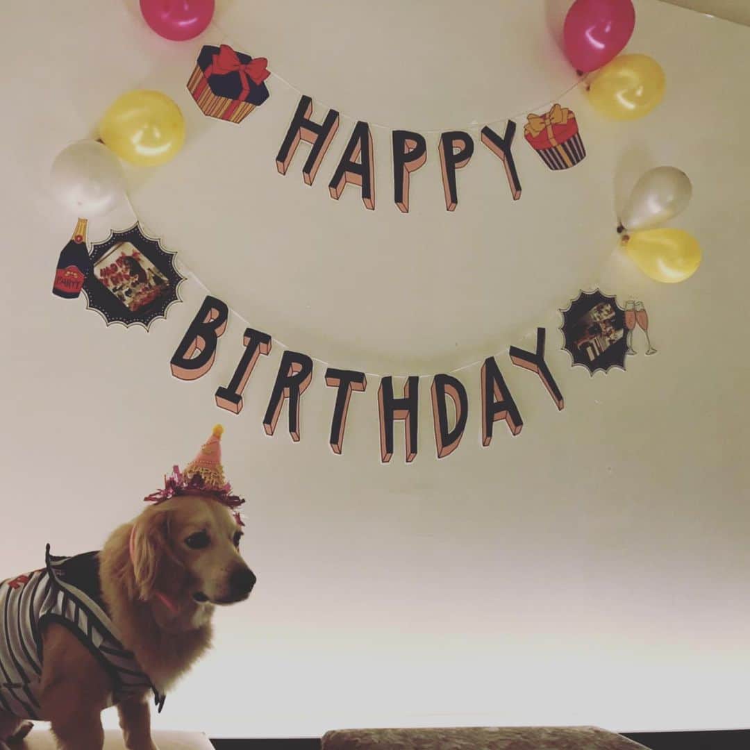 くぼたみかさんのインスタグラム写真 - (くぼたみかInstagram)「Happy birthday my love @yuriyuricchi 🥰🍷 ゆりっちの誕生日今年もみんなでお祝いできて良かった🎈🎁おめでとう‼️🥺 #birthday #baby #dogs」5月19日 11時53分 - mikakubota0923