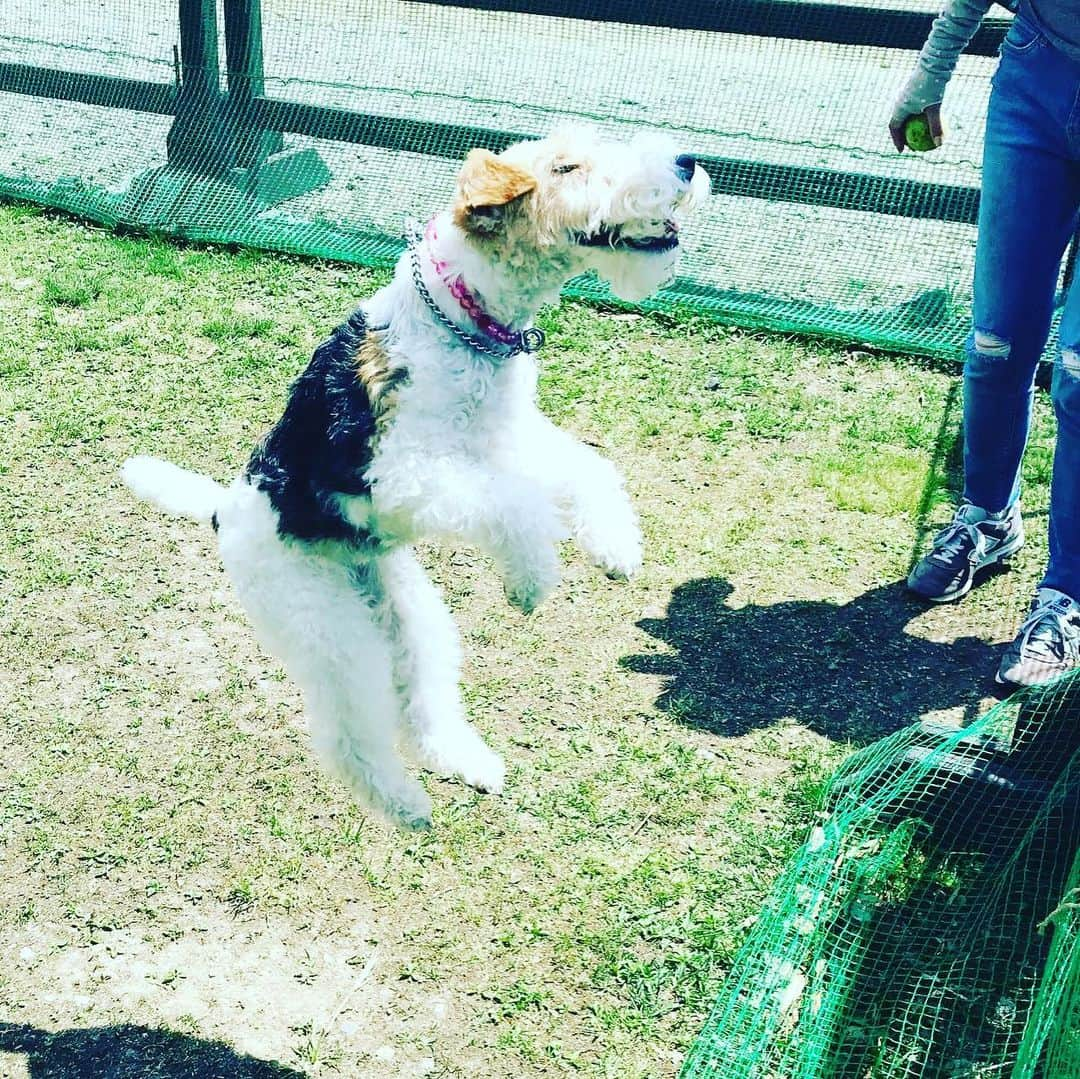 白馬岩岳スノーフィールドさんのインスタグラム写真 - (白馬岩岳スノーフィールドInstagram)「こんにちは🌞 今日も新緑がキレイでとても気持ちの良い風が吹く白馬岩岳です♪ 朴の葉も少しずつ大きくなってきております🌳  朝からたくさんのお客様とワンちゃんにもご来場いただいてます🐶 そんな中わんわん広場で元気にボール遊びをしていたワンちゃんにモデルになっていただきました♪ おやつの時間には見事なジャンプ力です🙆‍♀️ 愛犬と共にゆっくりお過ごしいただける白馬岩岳マウンテンリゾートへぜひお越しください❤️ #白馬岩岳  #白馬岩岳マウンテンリゾート  #白馬マウンテンハーバー  #白馬岩岳mtbパーク  #hakubaiwatakemountainresort  #hakubamountainharbor  #hakubaiwatakemtbpark  #わんわん広場  #新緑」5月19日 12時02分 - hakuba_iwatake