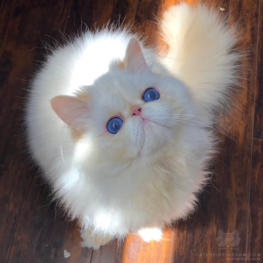 Cats of Instagramさんのインスタグラム写真 - (Cats of InstagramInstagram)「From @mcmmcrae: “GUCCi 😻Our Designer cat !” #catsofinstagram」5月19日 12時19分 - cats_of_instagram