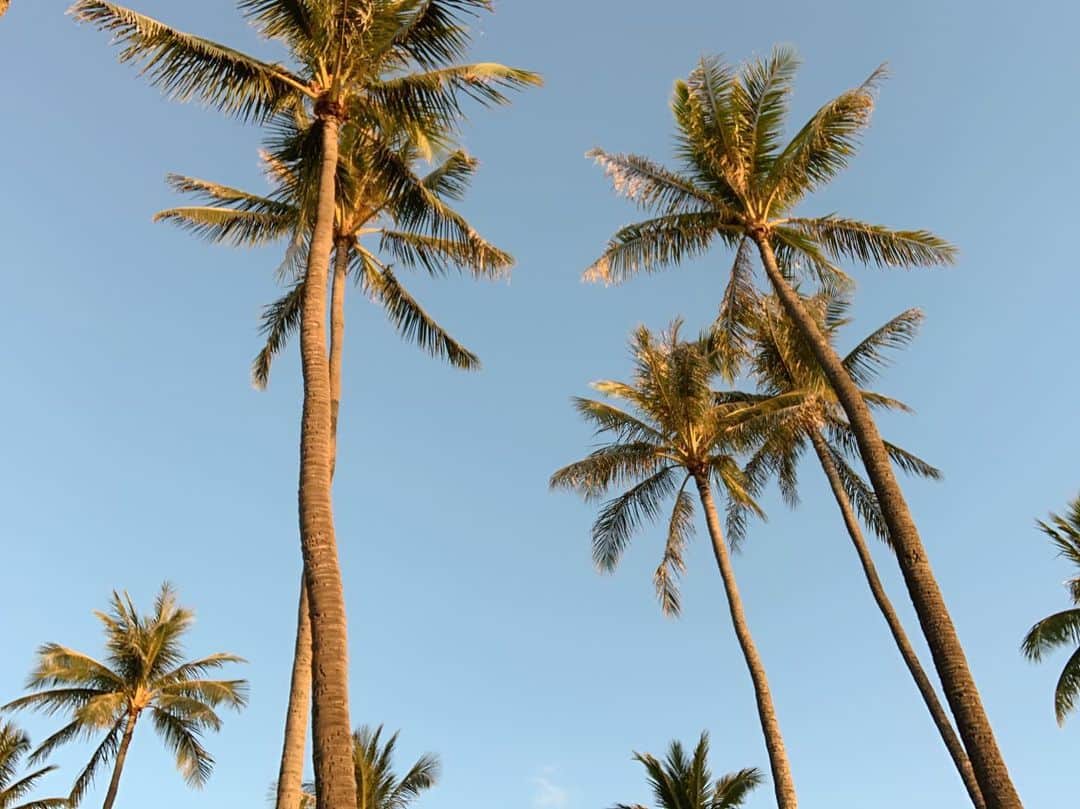 神田咲実さんのインスタグラム写真 - (神田咲実Instagram)「Miss you babe🌴 * Sunsetに焼けるヤシの木が大好き🧡 * 最近あったかくて嬉しくて ハワイが恋しい🌴🧡 #nofilter#hawaii#parmtree#sakimiNhawaii」5月19日 12時32分 - sakimikanda